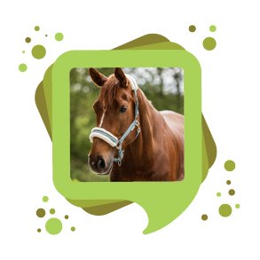 Hest
