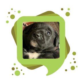 Hunde og katte artikler