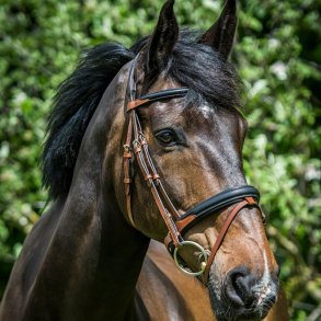 Hest/Pony