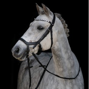 Hest