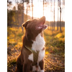 WW Roam Harness hundesele i Terracotta eller Grn