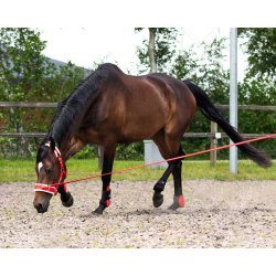 Longeringsline Basic fra QHP