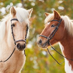  Islnder trense med sten p nsebnd og syning p pandebnd "Laugar"  2 farver 