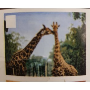 Fleece tppe med giraffer 170 x130 cm