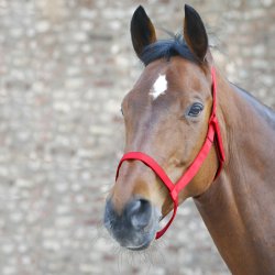 Sikkerhedsgrime god til fold fra waldhausen