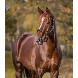 Grime med similisten fra Waldhausen "Crystal" Brun