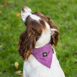 Bandera til Hund i lilla - Str L 