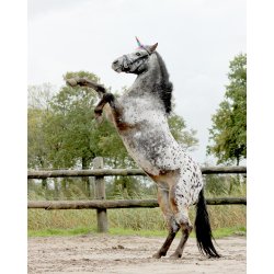 Enhjrningehorn til pandebndet eller til kphesten fra QHP 