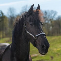 Grime med glimmer effect Romana fra Globus - flere farver og str.