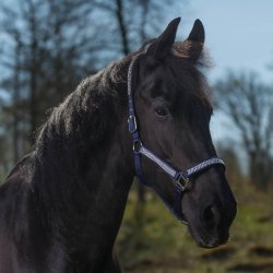 Grime med glimmer effect Romana fra Globus - flere farver og str.