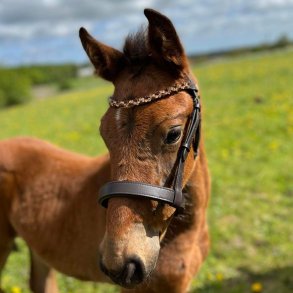 ByWeber fl show grime 