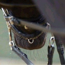 Kdebeskytter med Gel skum fra Acavallo - brun eller sort