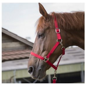 Grime med trktov til Shetlnder