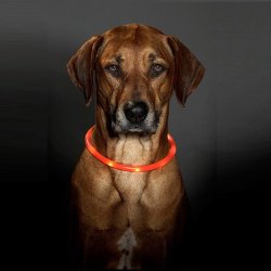  hundehalsbnd Led - USB