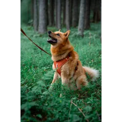 WW Roam Harness hundesele i Terracotta eller Grn