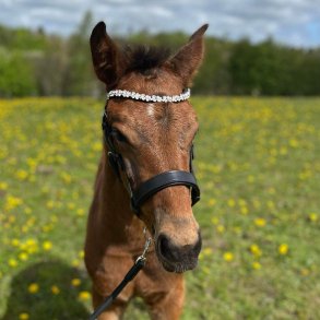 ByWeber fl showgrime 