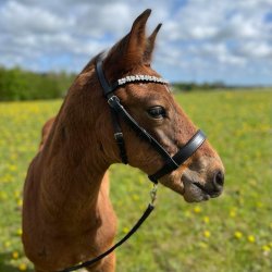 ByWeber fl showgrime "Valetta"