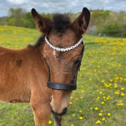 ByWeber fl showgrime "Valetta"