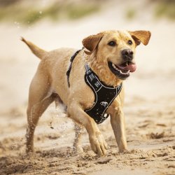 Hundesele fra LeMieux med mesh "Winchester" sort