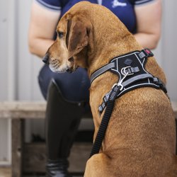 Hundesele fra LeMieux med mesh "Winchester" sort