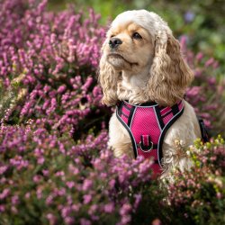 Hundesele fra LeMieux med mesh "Winchester "  wathermelon