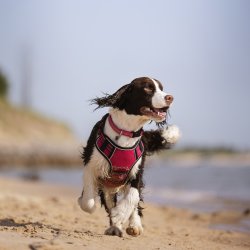 Hundesele fra LeMieux med mesh "Winchester "  wathermelon